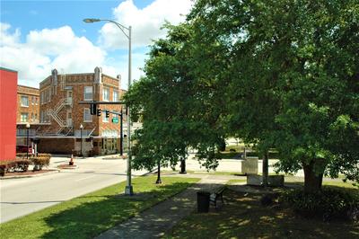 Image of the Jacaranda on Main St